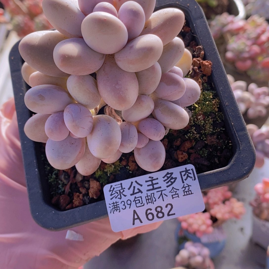 水光针奶酪9cn682多肉植物