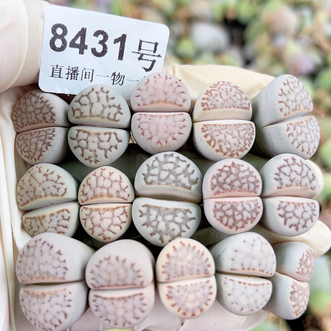 8431 好养易活生石花大母本15个