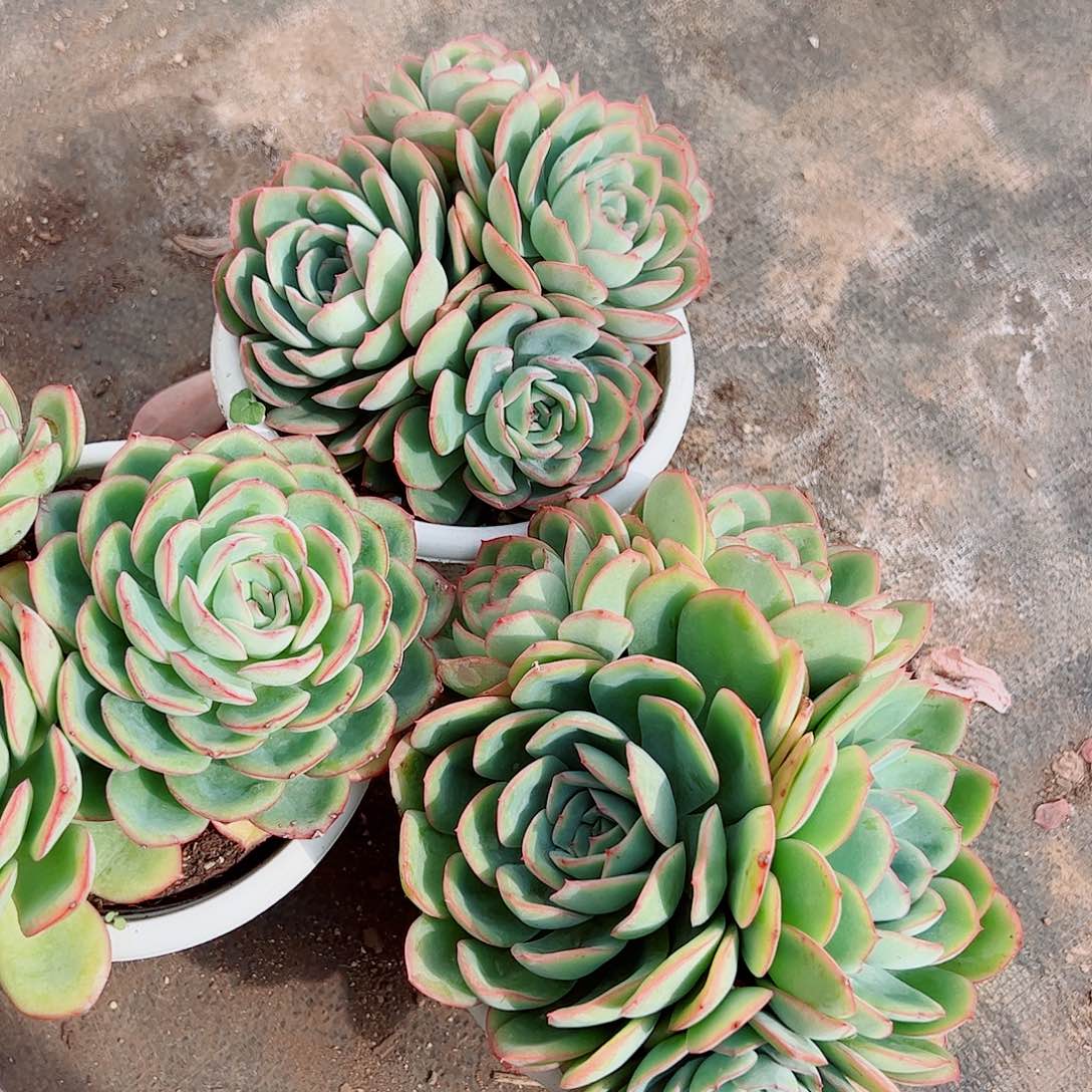 晨露多头群生老桩特价