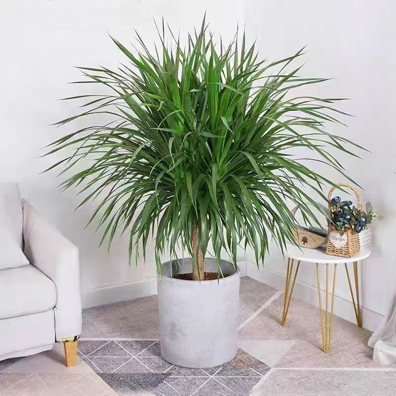 龙血树客厅盆栽大型旺宅办公室内落地植物绿植造型老桩好养龙须树