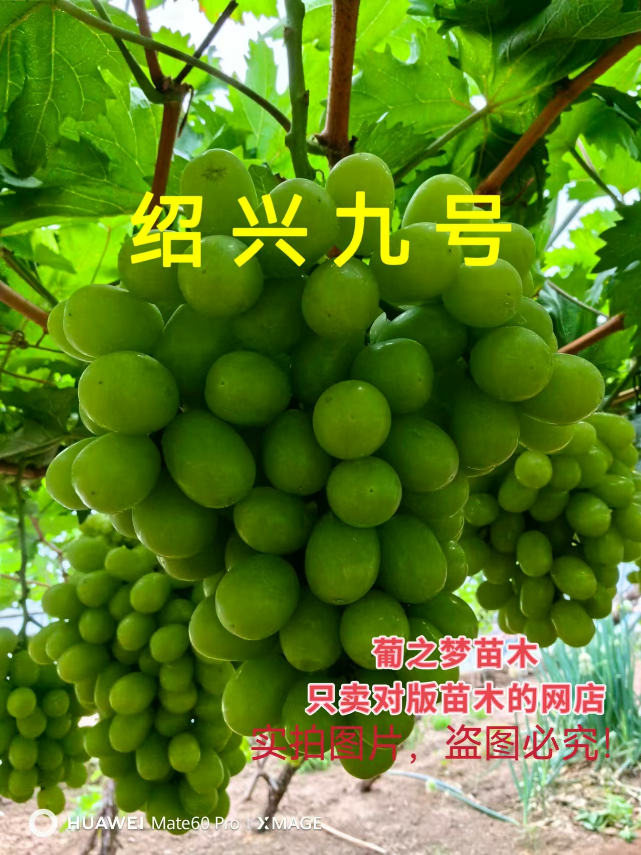 绍兴九号两芽苗，一单两颗，建议勿拍