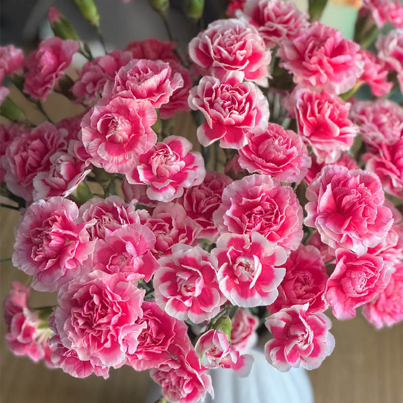 【多头康樱桃太子】多头康乃馨鲜花花束云南鲜花基地直发客厅装饰