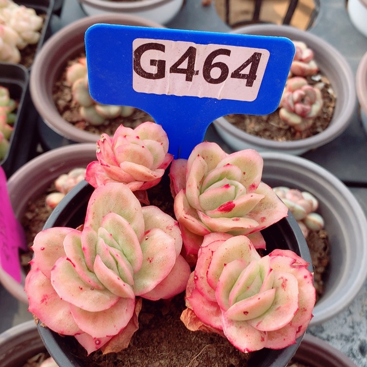 冰玫瑰锦8cm不包整群