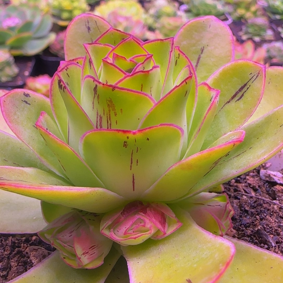 姬莲捧花121356867675768686