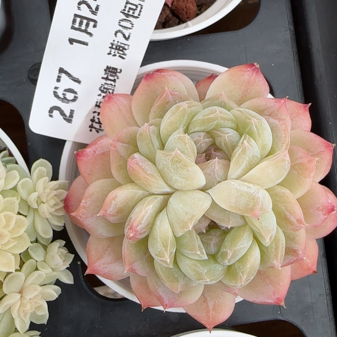 花语逸境0124-267