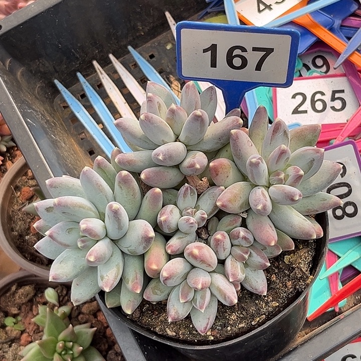多肉植物星空美人167