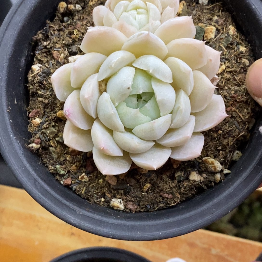 精品多肉一物一拍不包整177