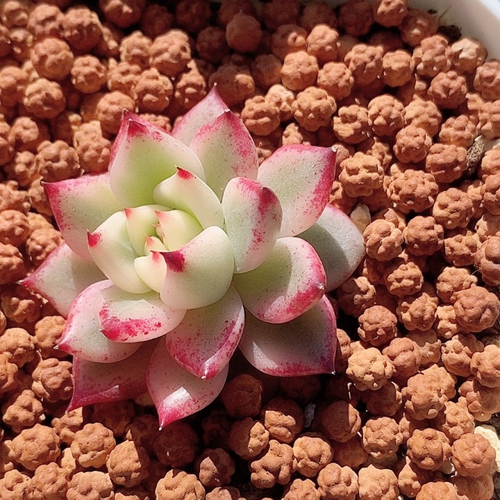 红颜密语一物一拍，