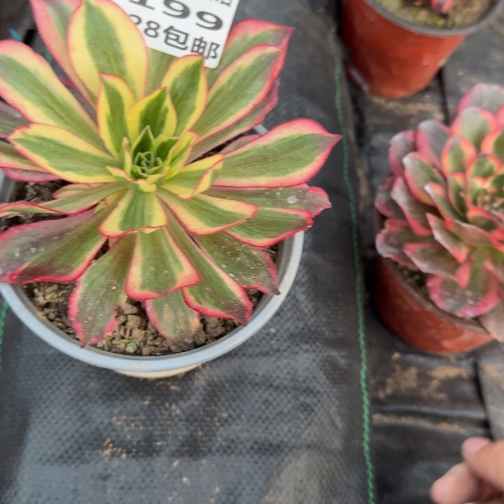 2199三号棚魅影多肉