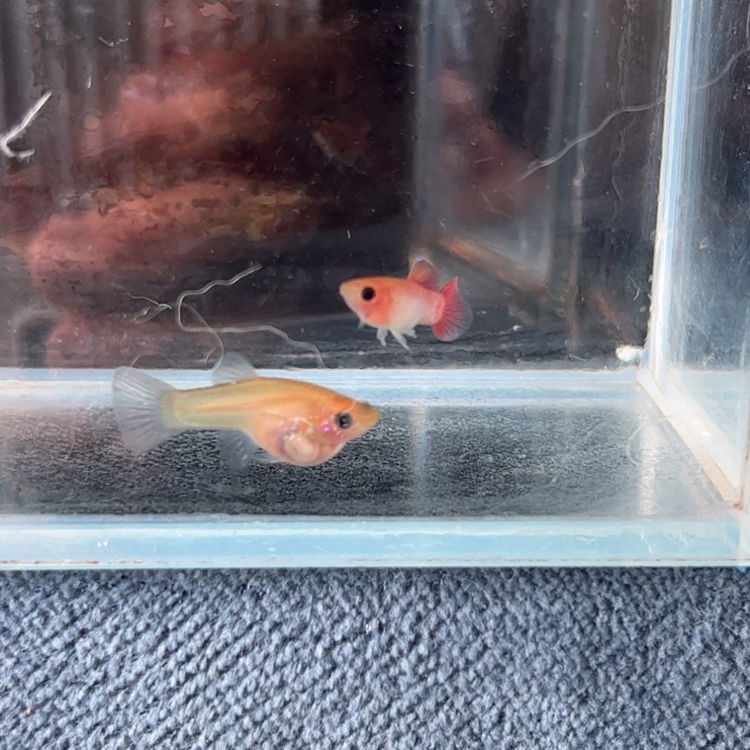 孔雀鱼胭脂粉玻璃猫