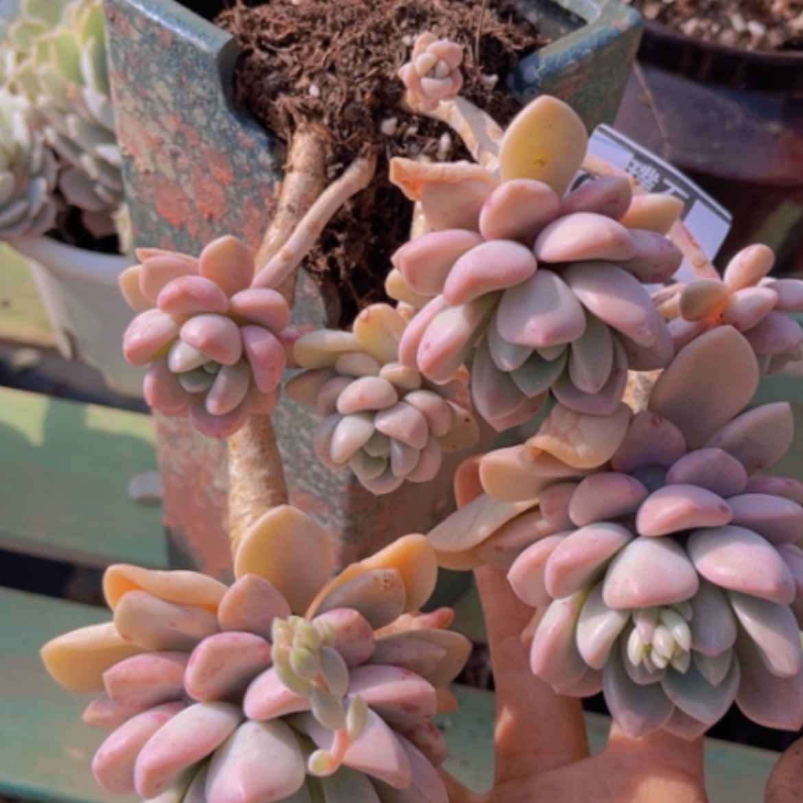 【闪购商品】花斑鹿02218