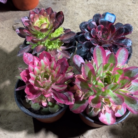 928多肉植物组合