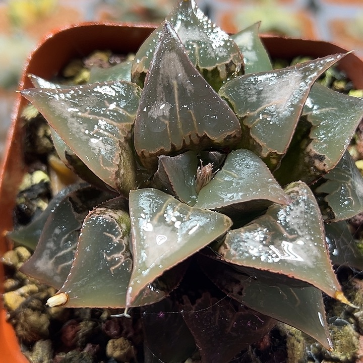 十二卷多肉酒吞童子