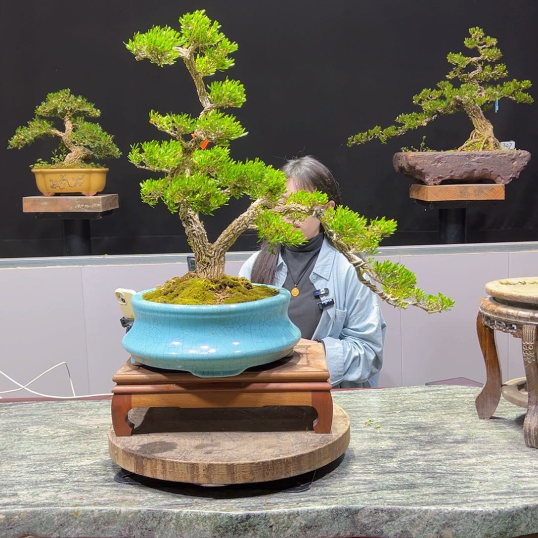 黄杨盆景老桩四季常青