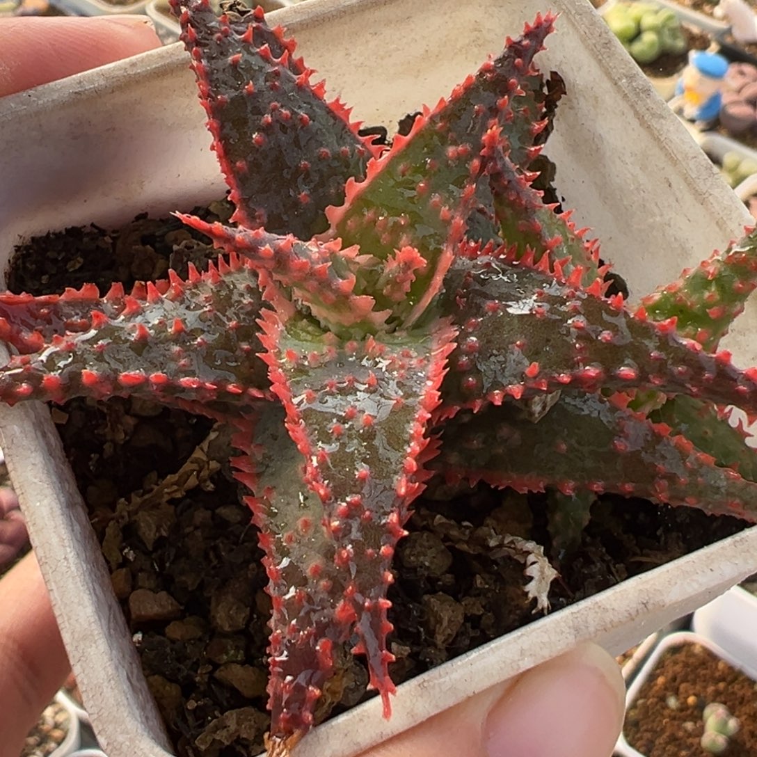 785多肉植物种类多样