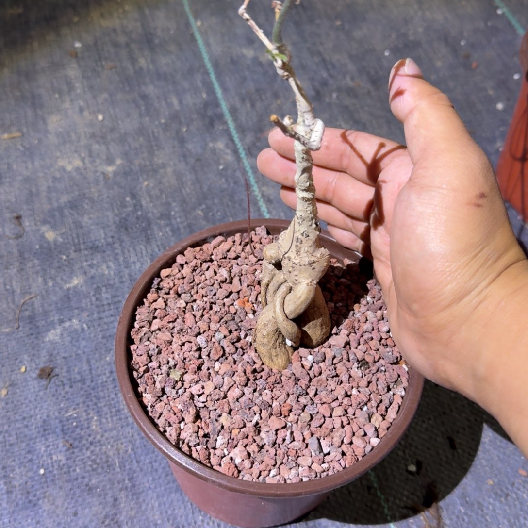 垂直葡萄翁 多肉植物 实生