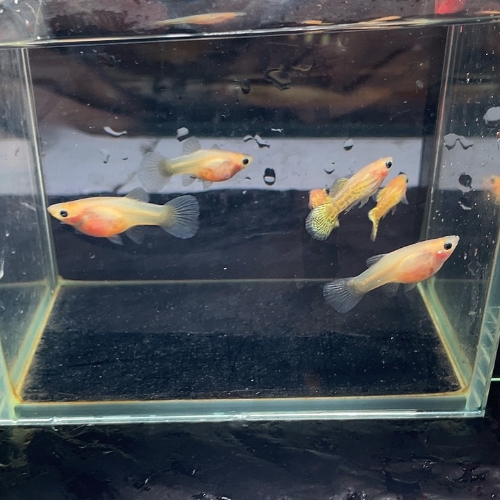 黄蕾丝玻璃猫孔雀鱼