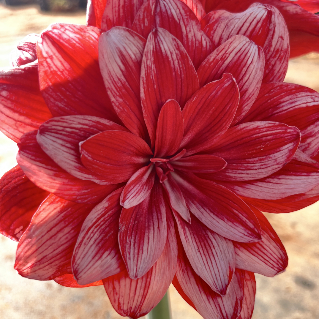 【自育品种】直播专属重瓣朱顶红种球四季开花室内外盆栽好养活花卉