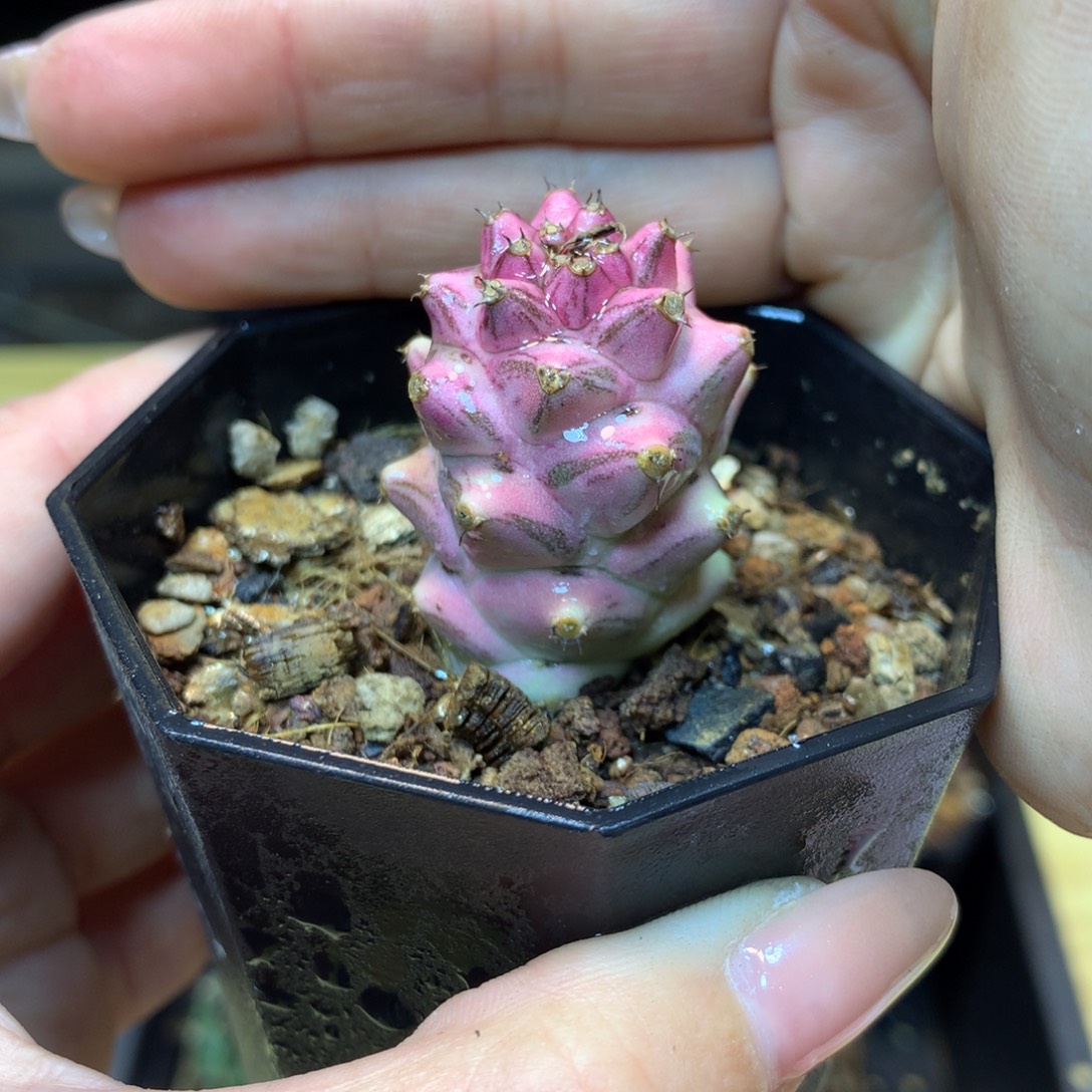         自根  将军阁白锦2.8公分带盆土