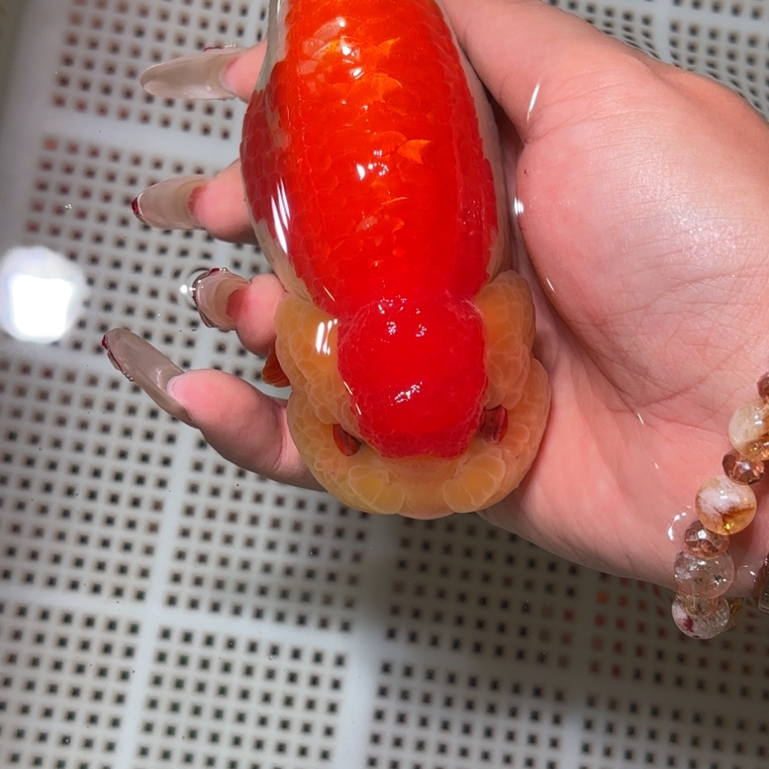 L***h金鱼拍包装包邮不拍包装运费到付