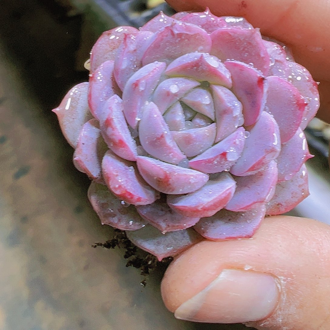 粉恩宠苗3个19包邮