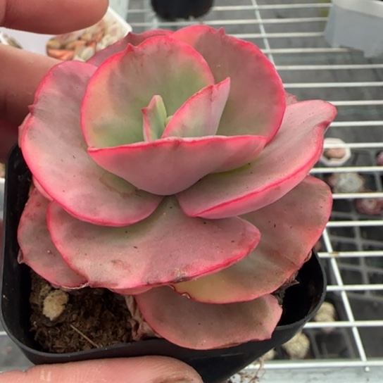 242秀妍锦一物一拍多肉