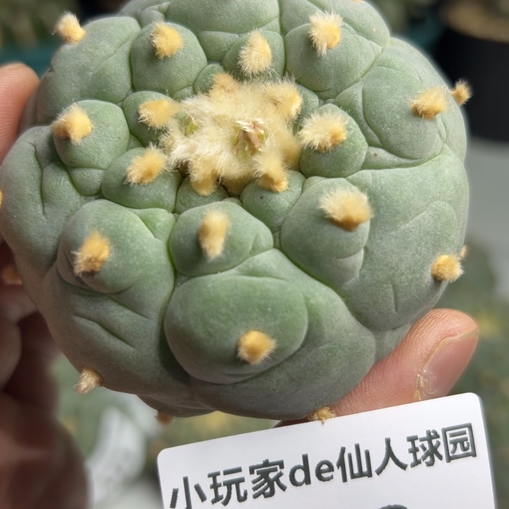 418可节后发货 可帮发根