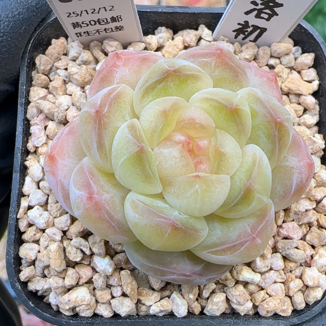 030   洛初   5厘米盆