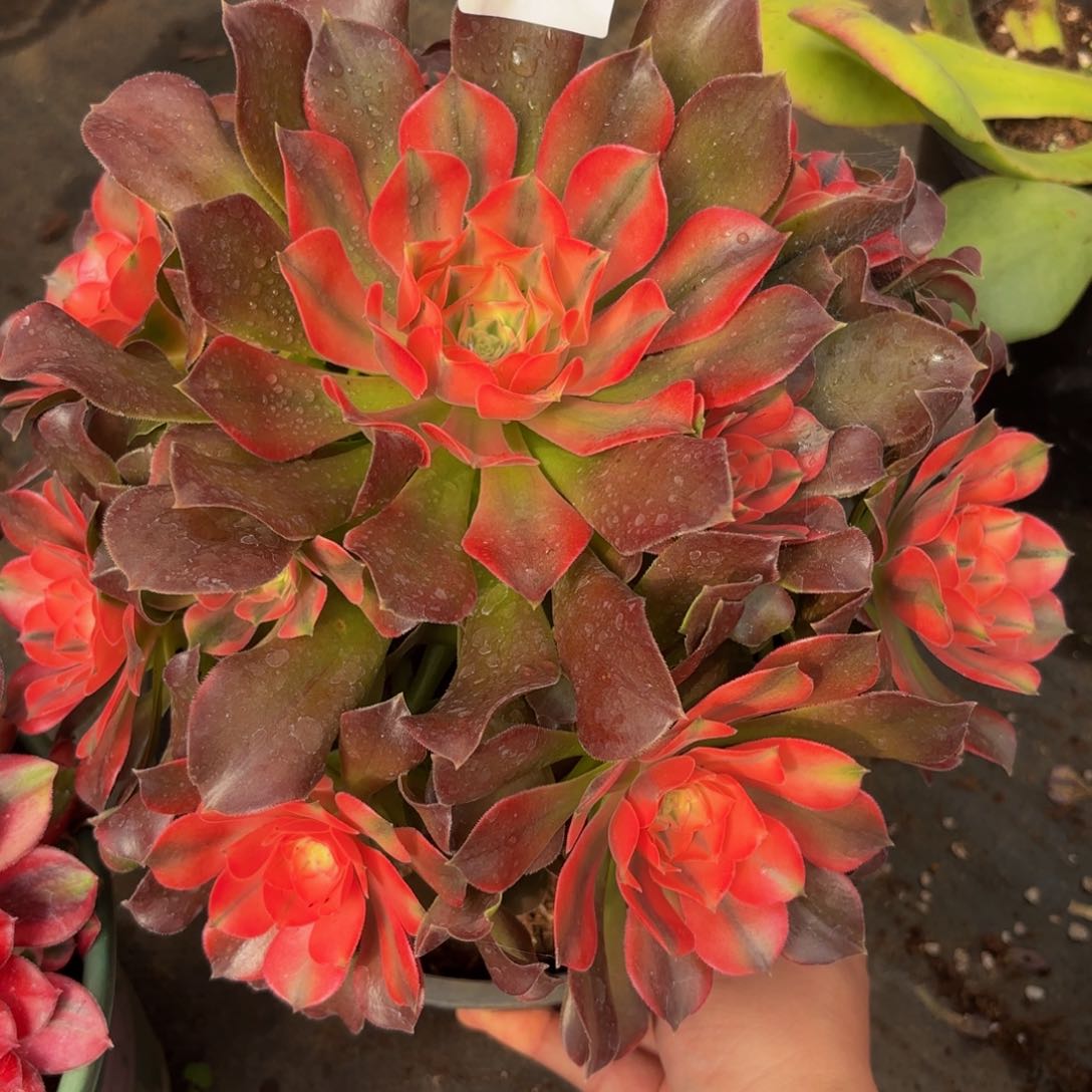 261多肉植物香妃