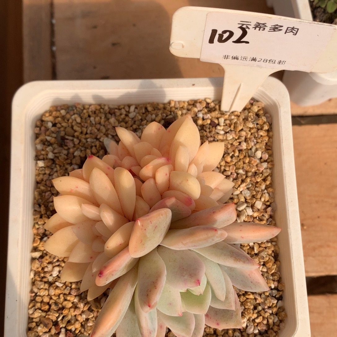 102号橙梦露锦群，一物一拍