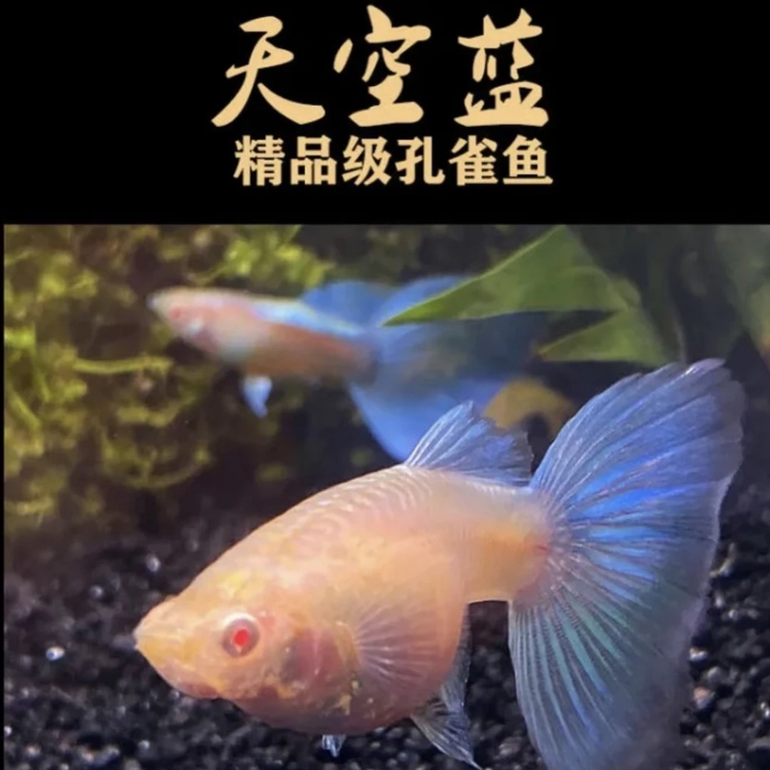 精品天空蓝孔雀鱼种鱼热带淡水观赏鱼好养耐活小型鱼（黑背景显蓝）