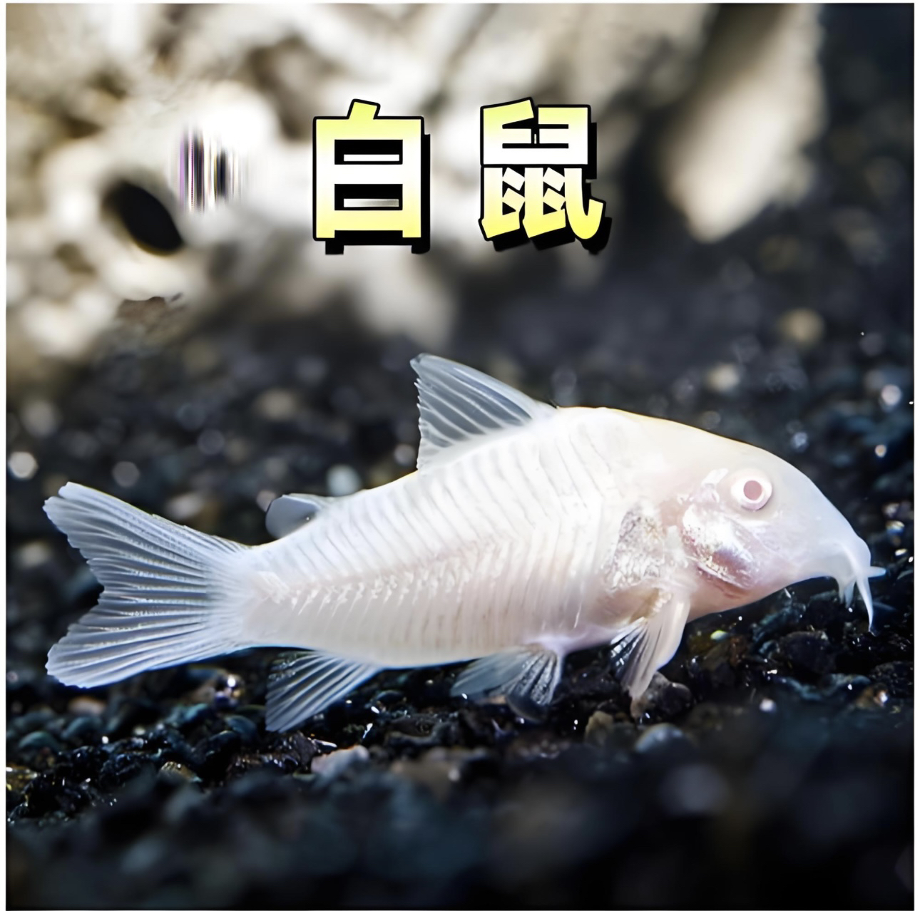 铃沐涵 熊猫鼠白鼠花椒鼠等多种工具鱼清洁观赏鱼淡水好养