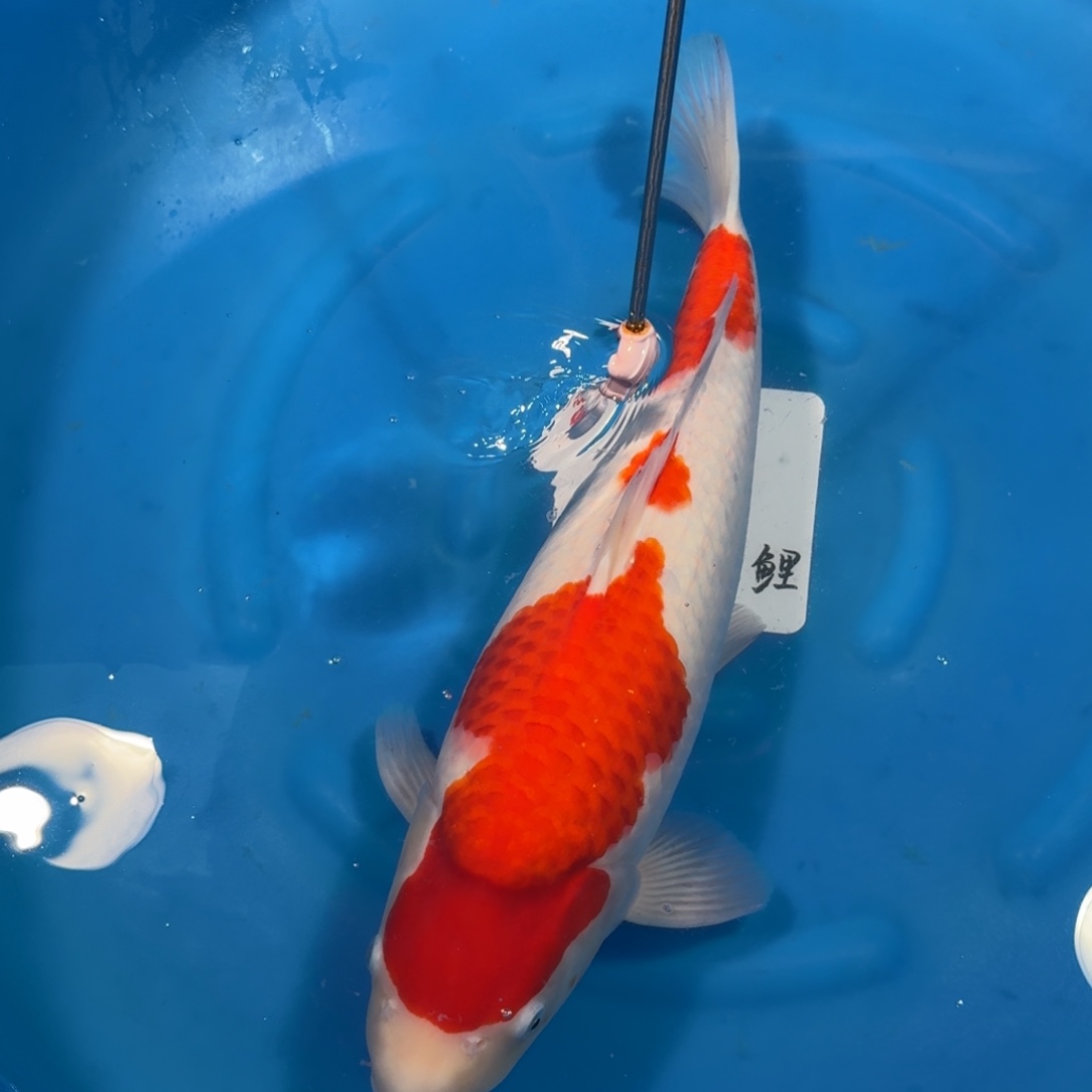 北***影锦鲤阪井红白母鱼不包邮