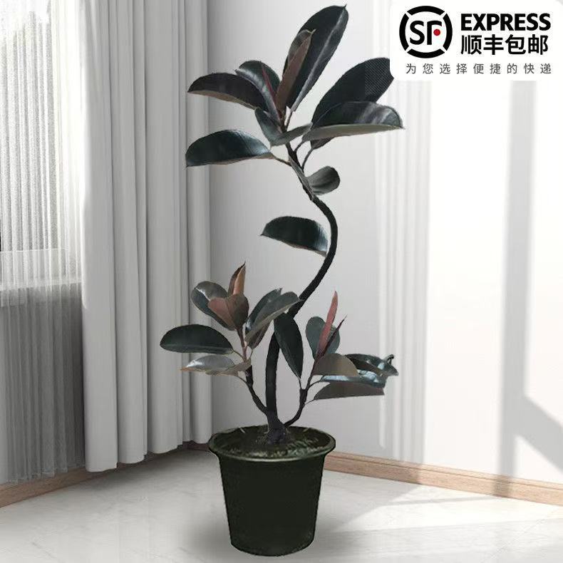 【送白盆底托肥料】黑金刚橡皮树大型盆栽室内客厅高端美观好养绿植