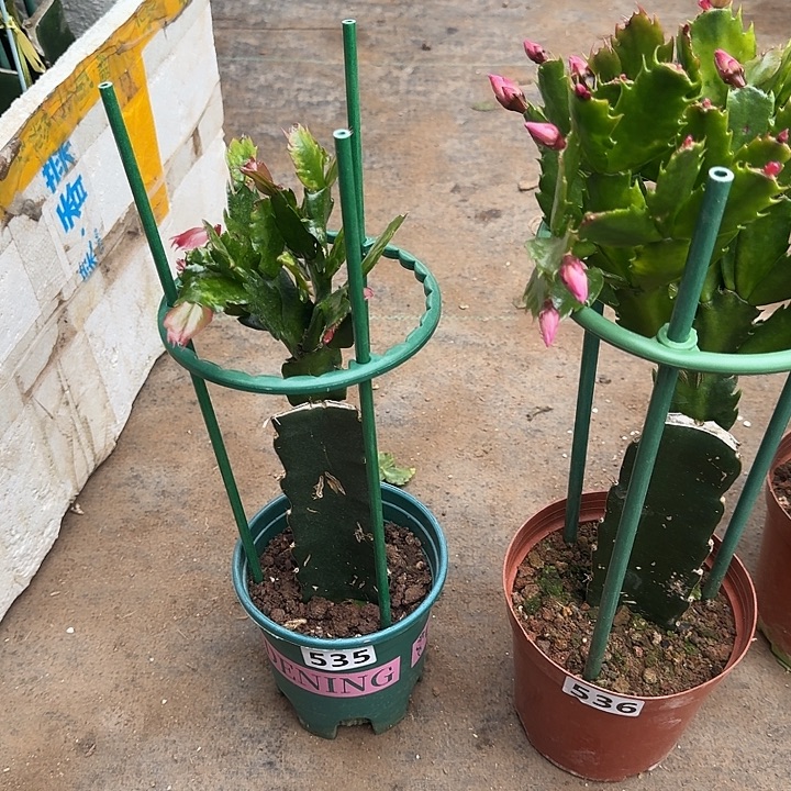 美***好大部分开放少量花苞537+536嫁接072嫁接083