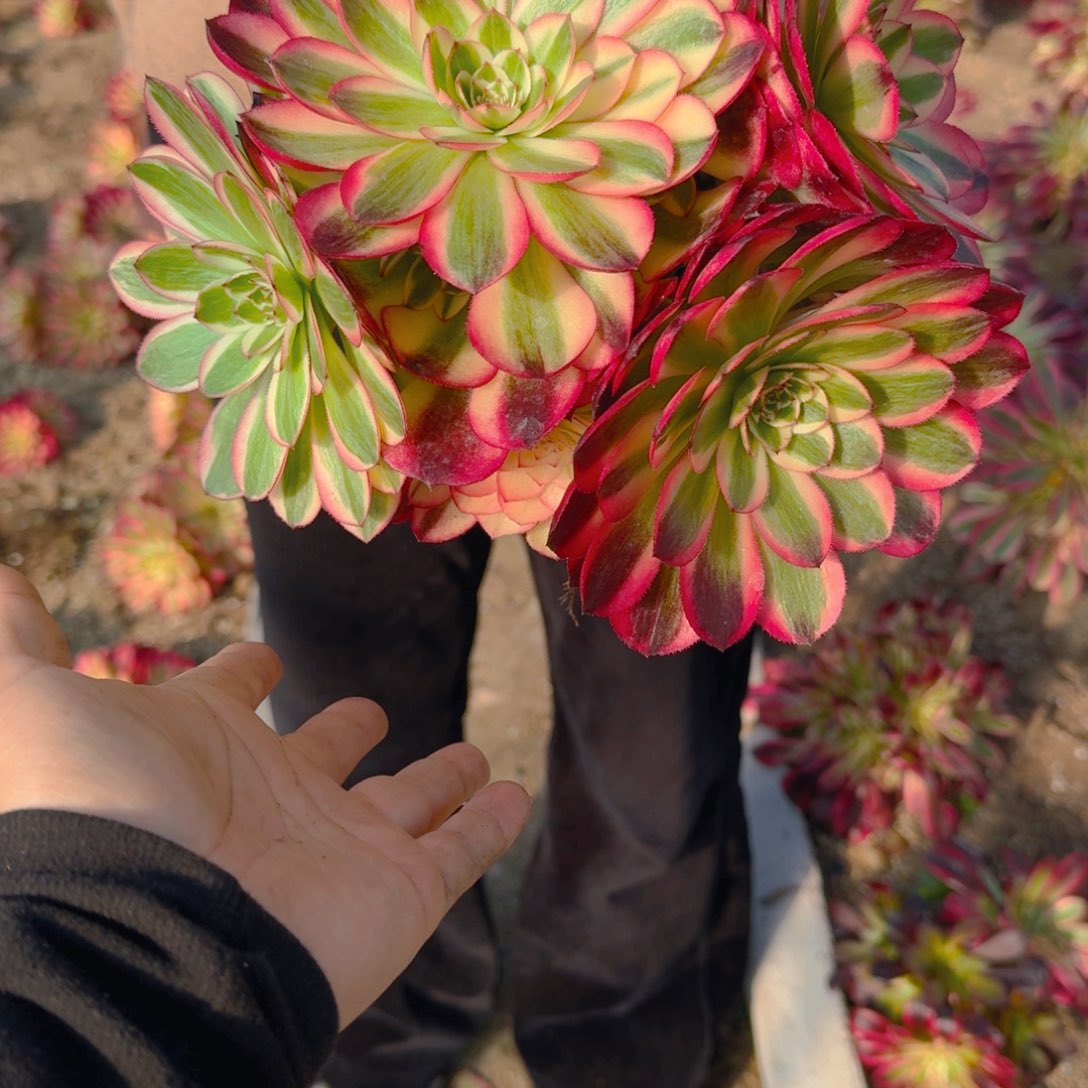 036红荔枝。多肉植物