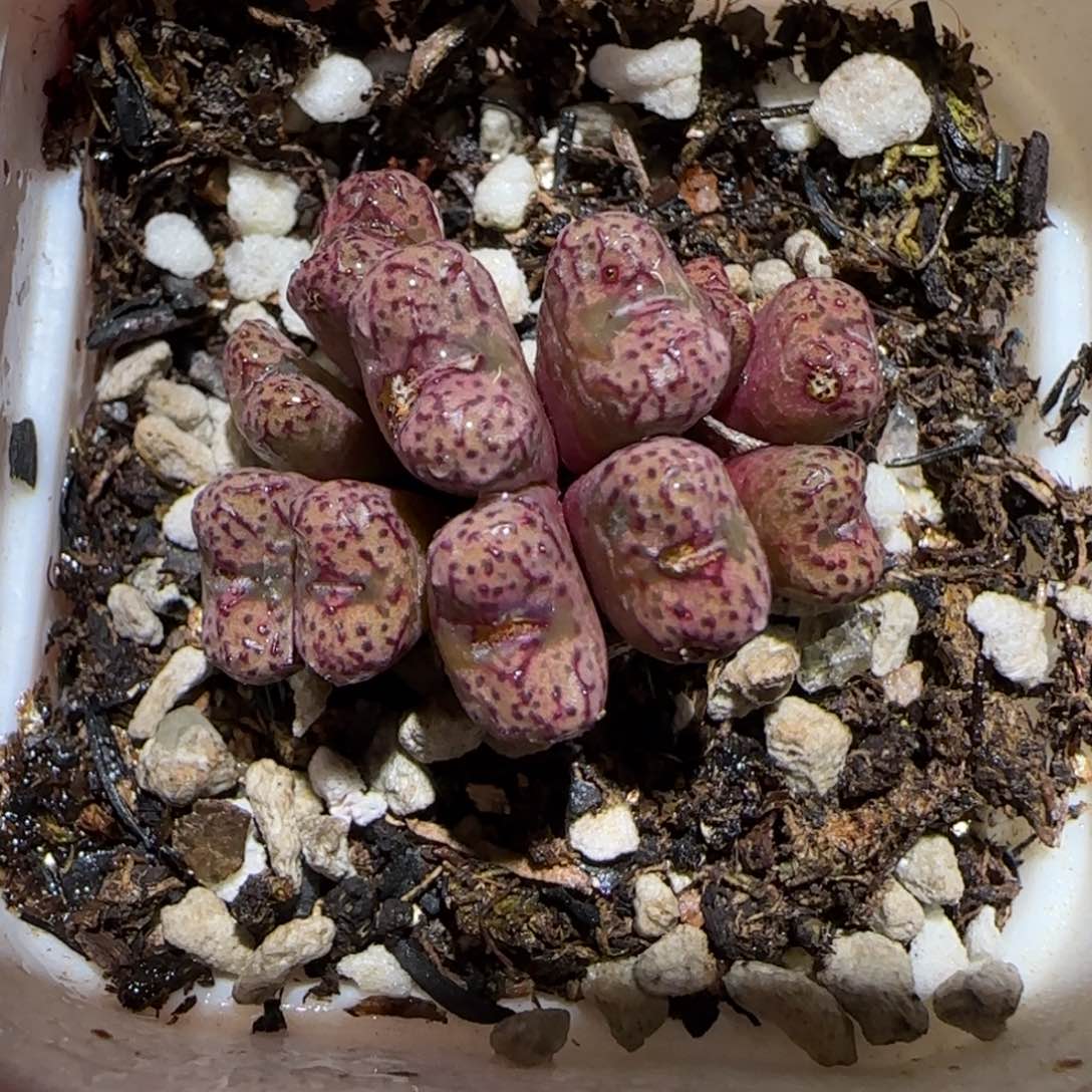 肉锥多肉植物百科25-小飞787