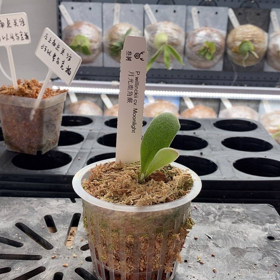 无花朵月光鹿角蕨