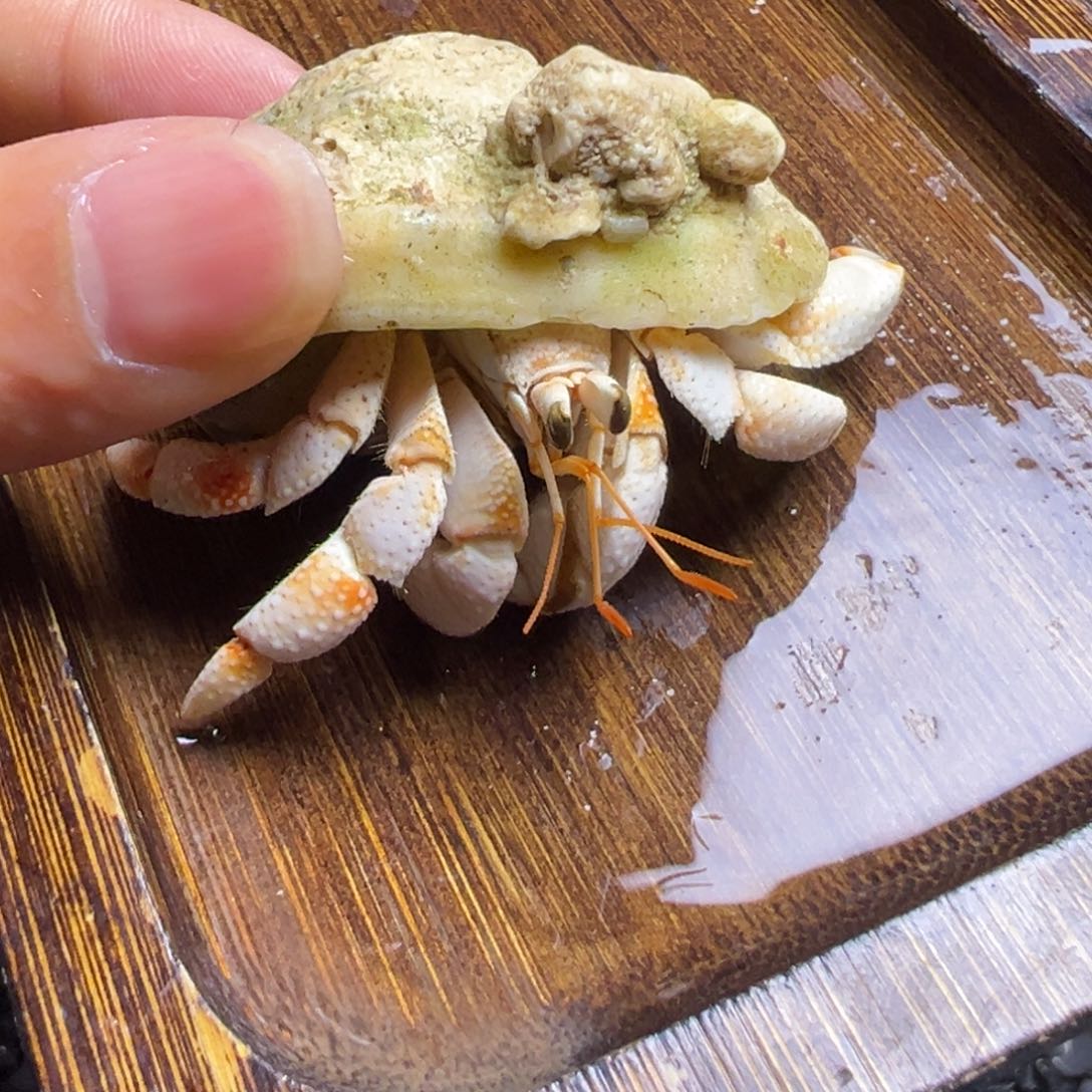 陆生寄居蟹95号拍品