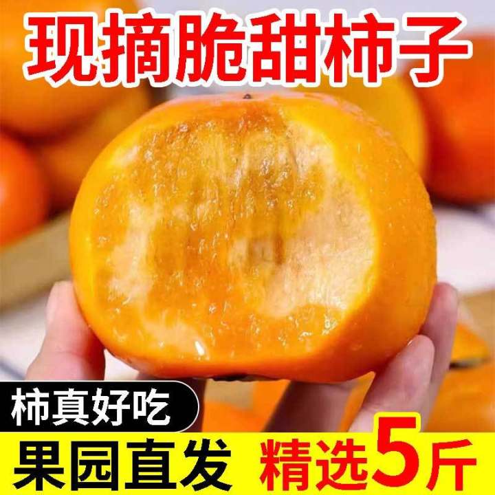 山西水果脆柿子巧克力柿子