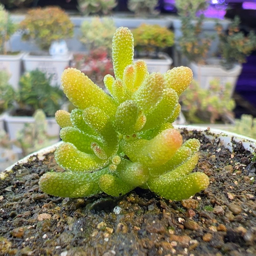 29-757枝干番杏多肉冰糖五圆盆