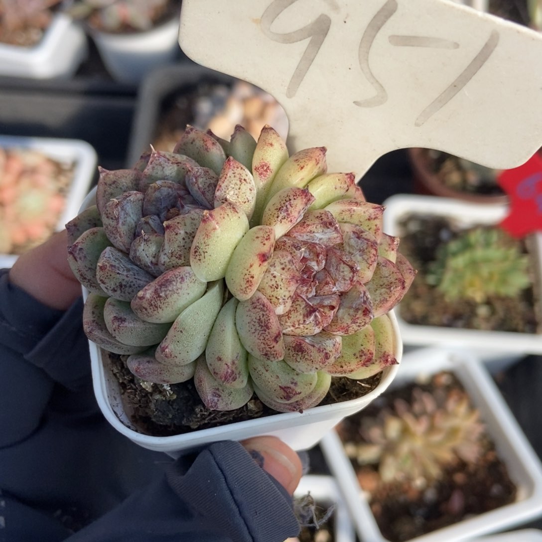 951赤水晶多肉植物