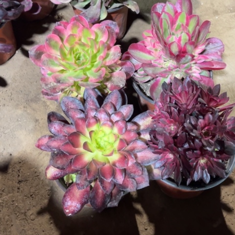 856多肉植物组合