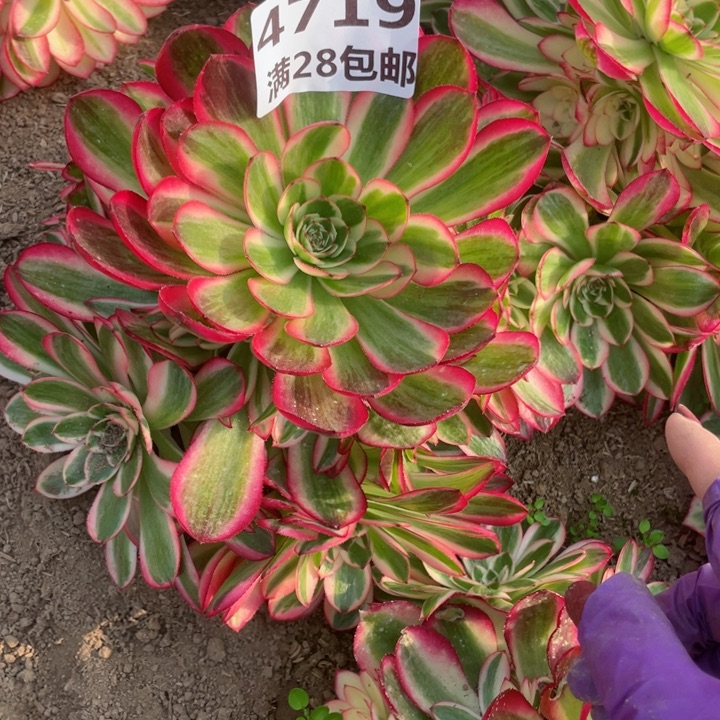 4719二号棚倾城多肉植物L