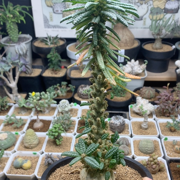 实生泡泡叶巨琉桑带盆