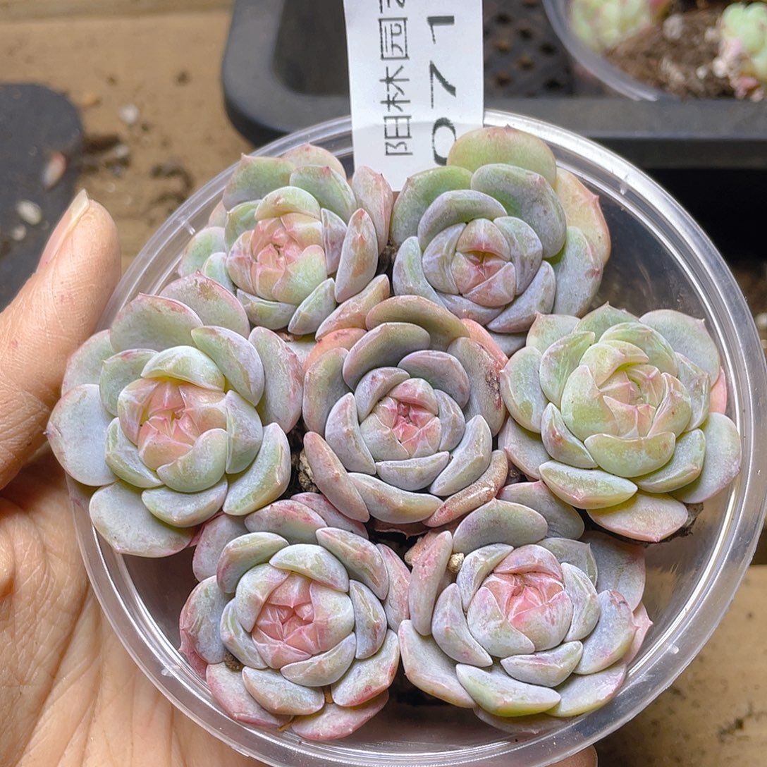 多肉植物多肉植物715