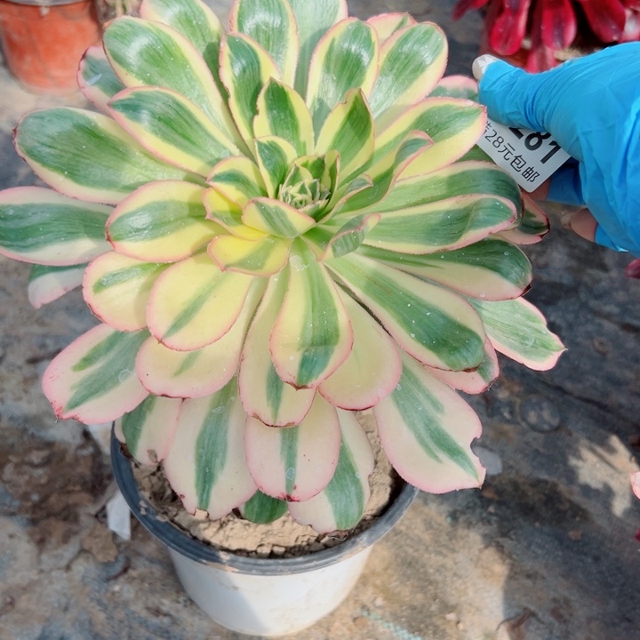 281燕姿多肉植物