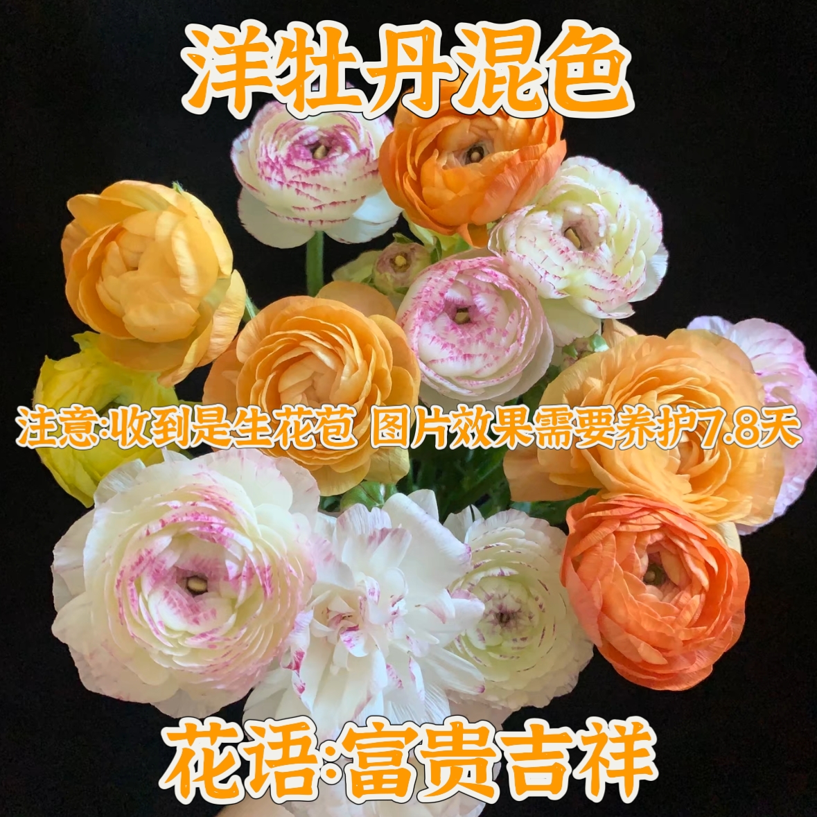 直播特价【次日达·混色洋牡丹】8枝—10枝洋牡丹生活鲜切花·基地直发·批发·插花DIY