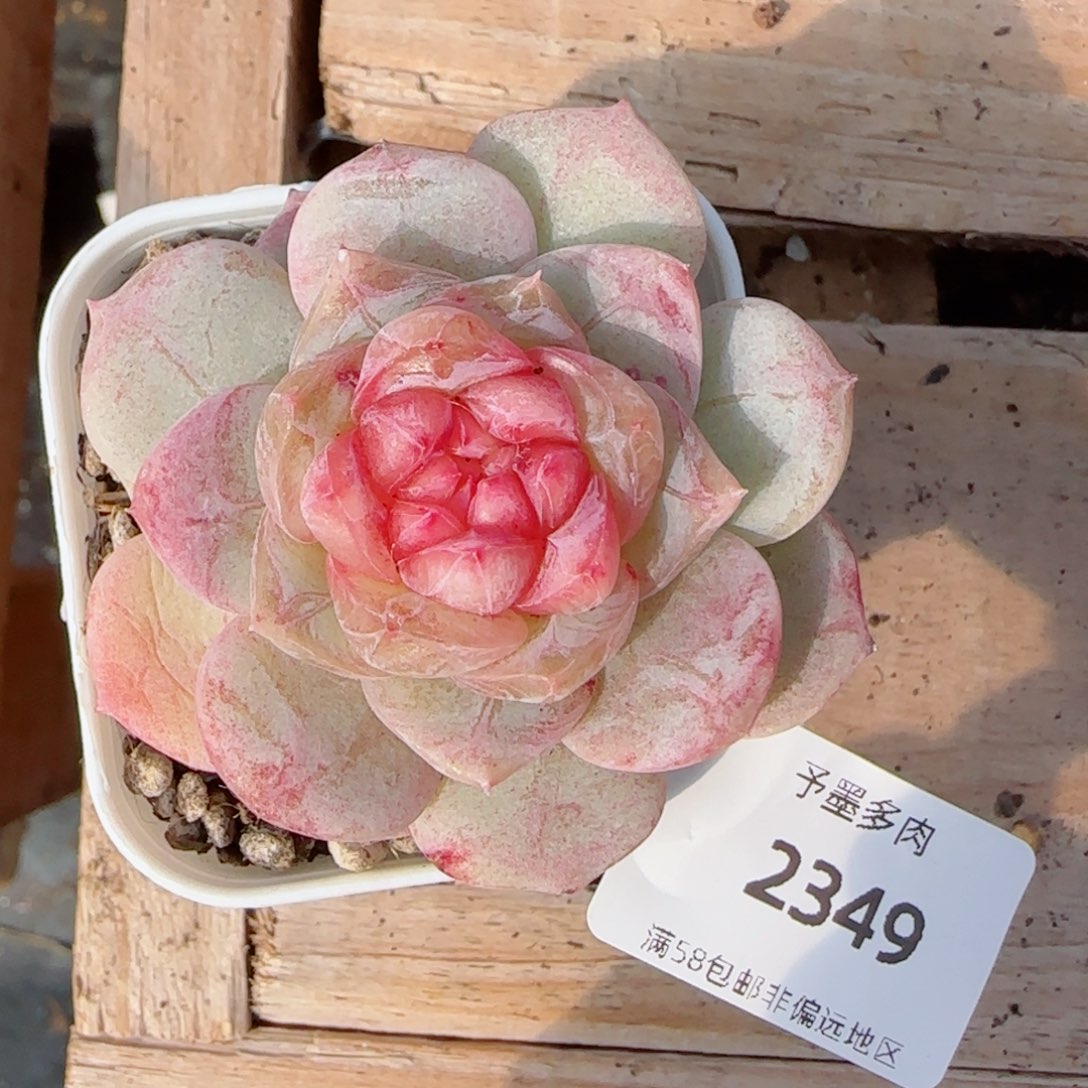 孤品，2349多肉植物