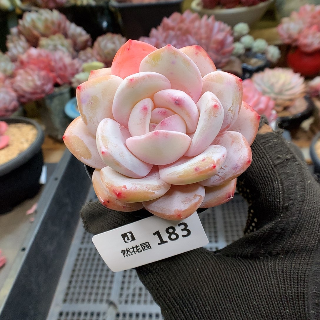 183奶盖多肉植物666